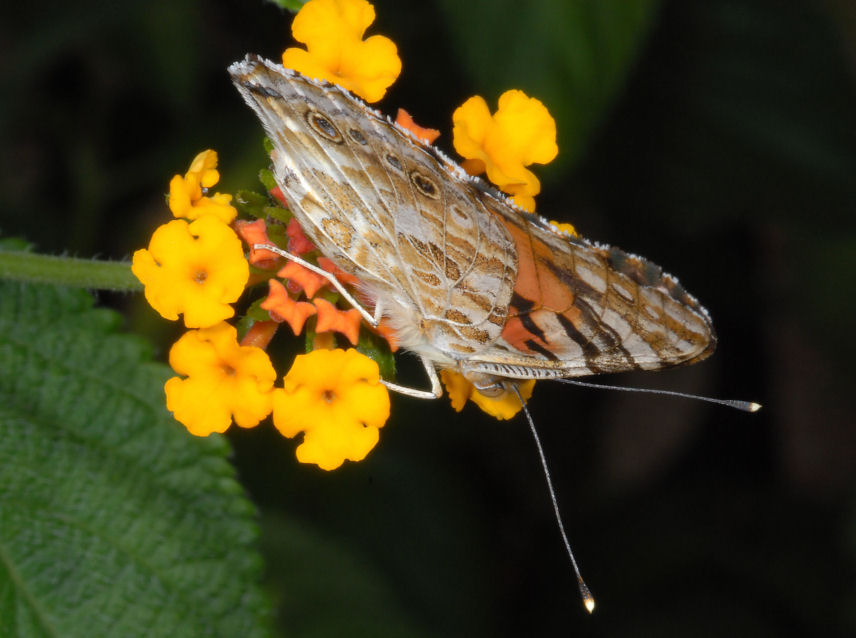Vanessa cardui sulle lantane